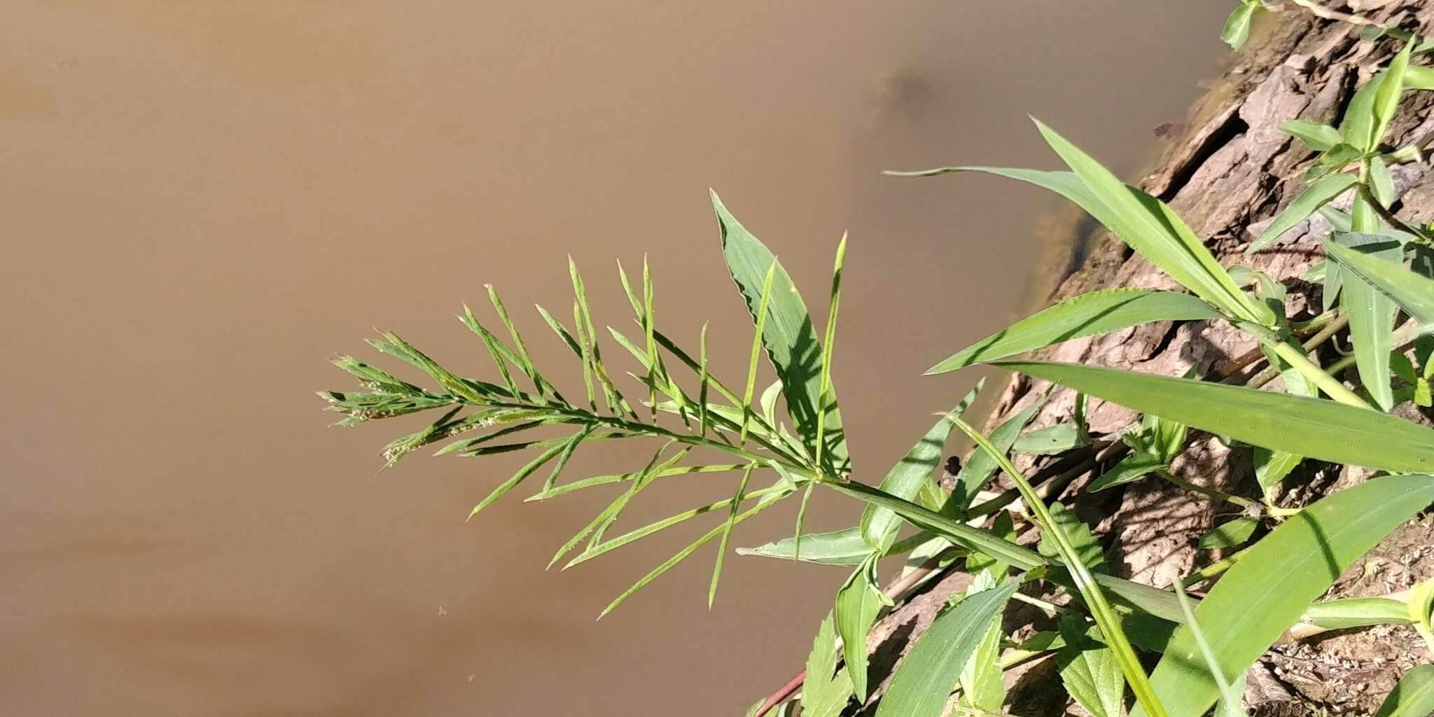 Image of Horse-Tail Crown Grass