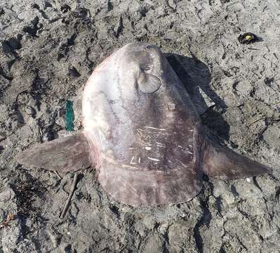 Image of Hoodwinker ocean sunfish