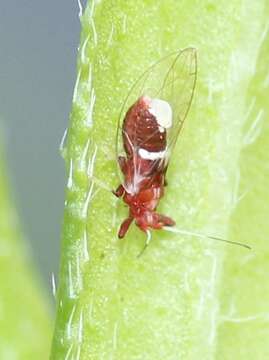 Image of Bactericera antennata (Crawford 1910)