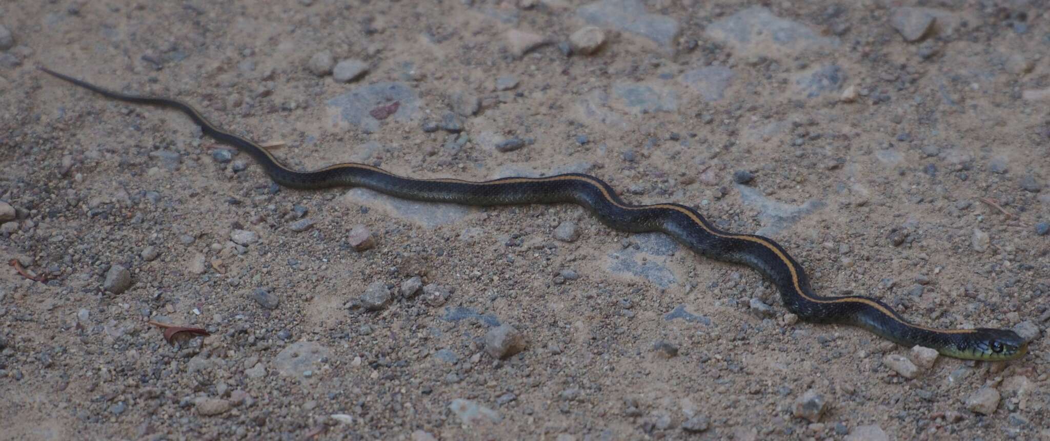 Image of Thamnophis atratus atratus (Kennicott ex Cooper 1860)