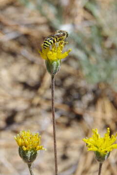 Image of fineleaf hymenopappus