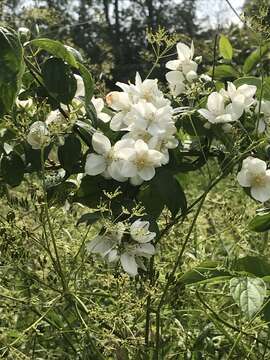 Image of sweet mock orange