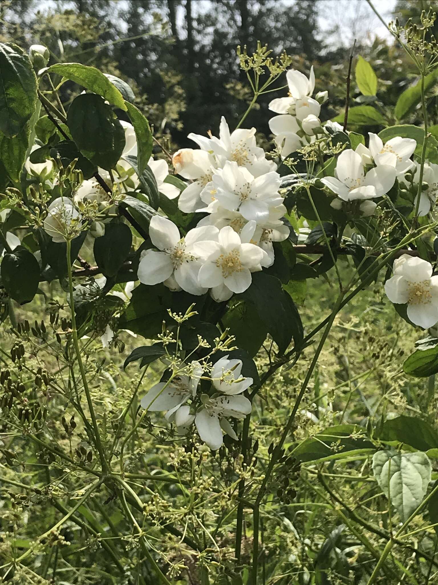 Imagem de Philadelphus coronarius L.