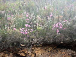 Image of Erica nervata Guthrie & Bolus