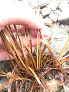 Image of Dentate umbrella sedge