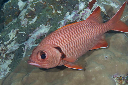 Image of Bigscale Soldierfish