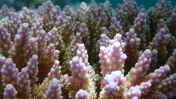 Image of Staghorn coral