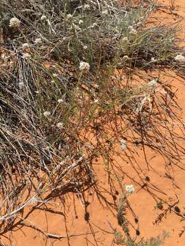 Image de Ipomopsis congesta subsp. frutescens (Rydb.) A. G. Day