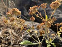 Image of sulphur-flower buckwheat