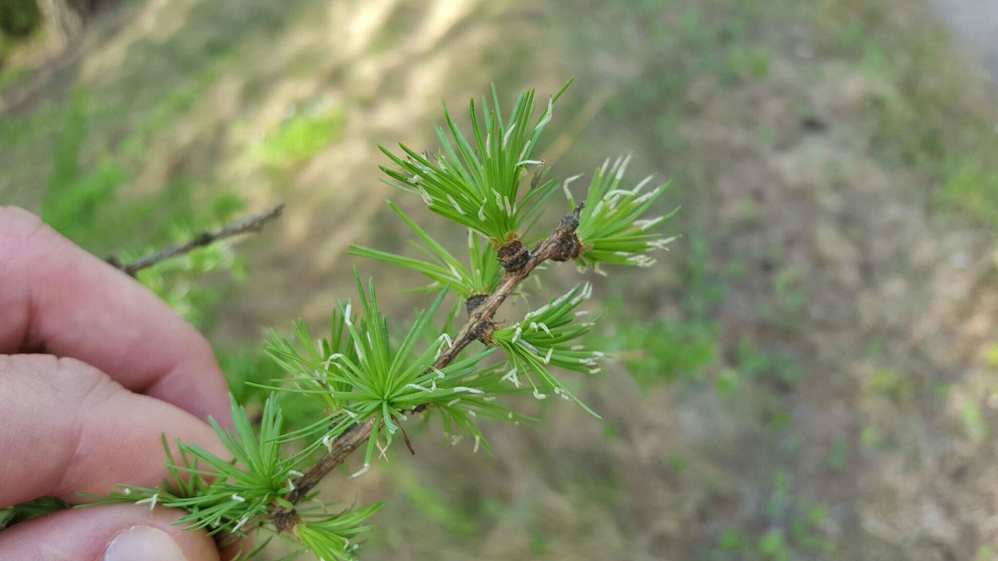 Image of larch case-bearer