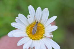 Image of Nabis flavomarginatus Scholtz 1847