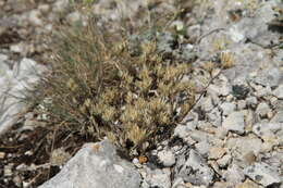 Image of Minuartia glomerata (M. Bieb.) Degen