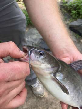 Image of White catfish