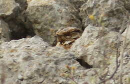 Image of Red-necked Nightjar