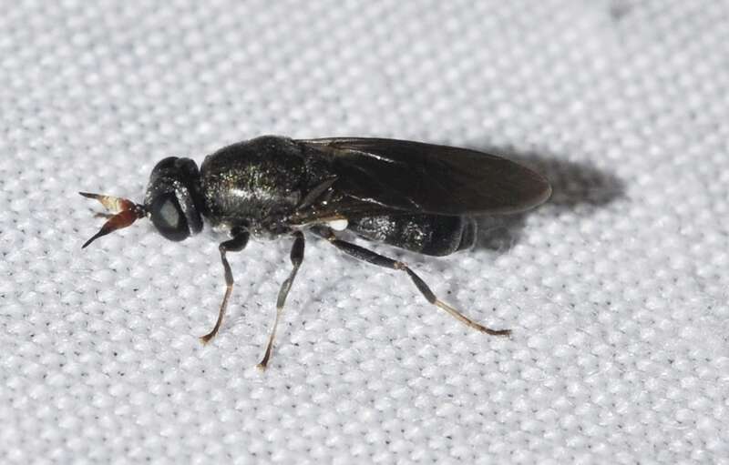 Image of Adoxomyia dahlii (Meigen 1830)