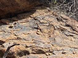 Image of Rusty Crevice-dragon