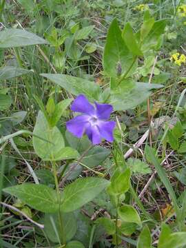 Image of Vinca major subsp. major