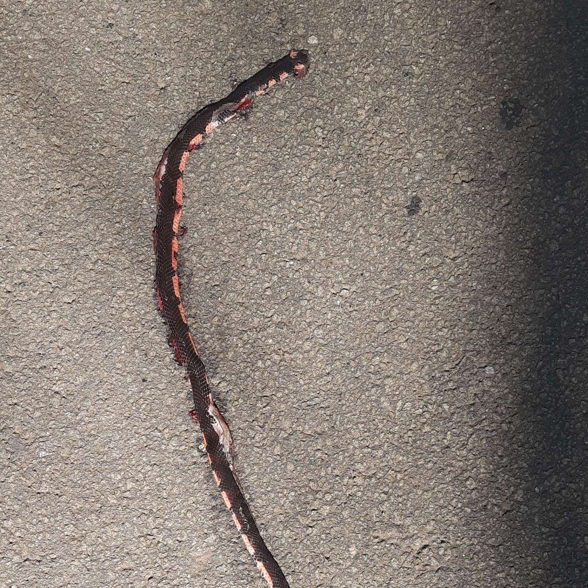 Image of Bibron's Coral Snake