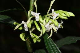 Image of crow orchid