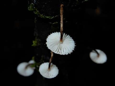 Image of Crinipellis filiformis G. Stev. 1964