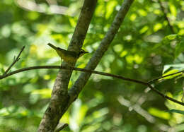 Geothlypis formosa (Wilson & A 1811) resmi