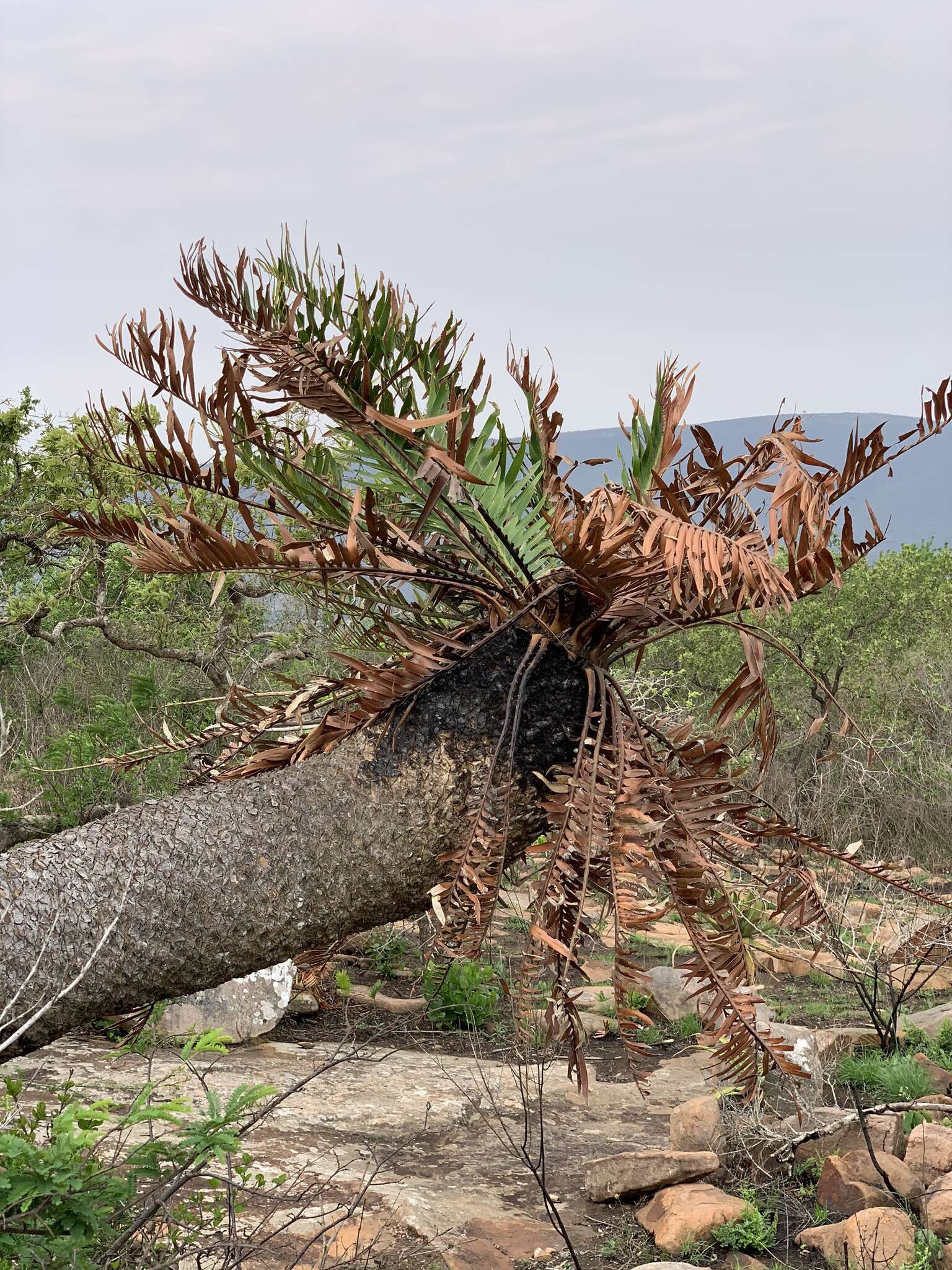 Image of Lebombo cycad