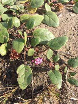 Image of pink sand verbena