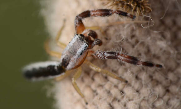 Image of Pike Slender Jumper