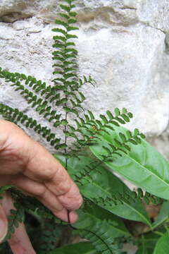 Image of pyramid maidenhair