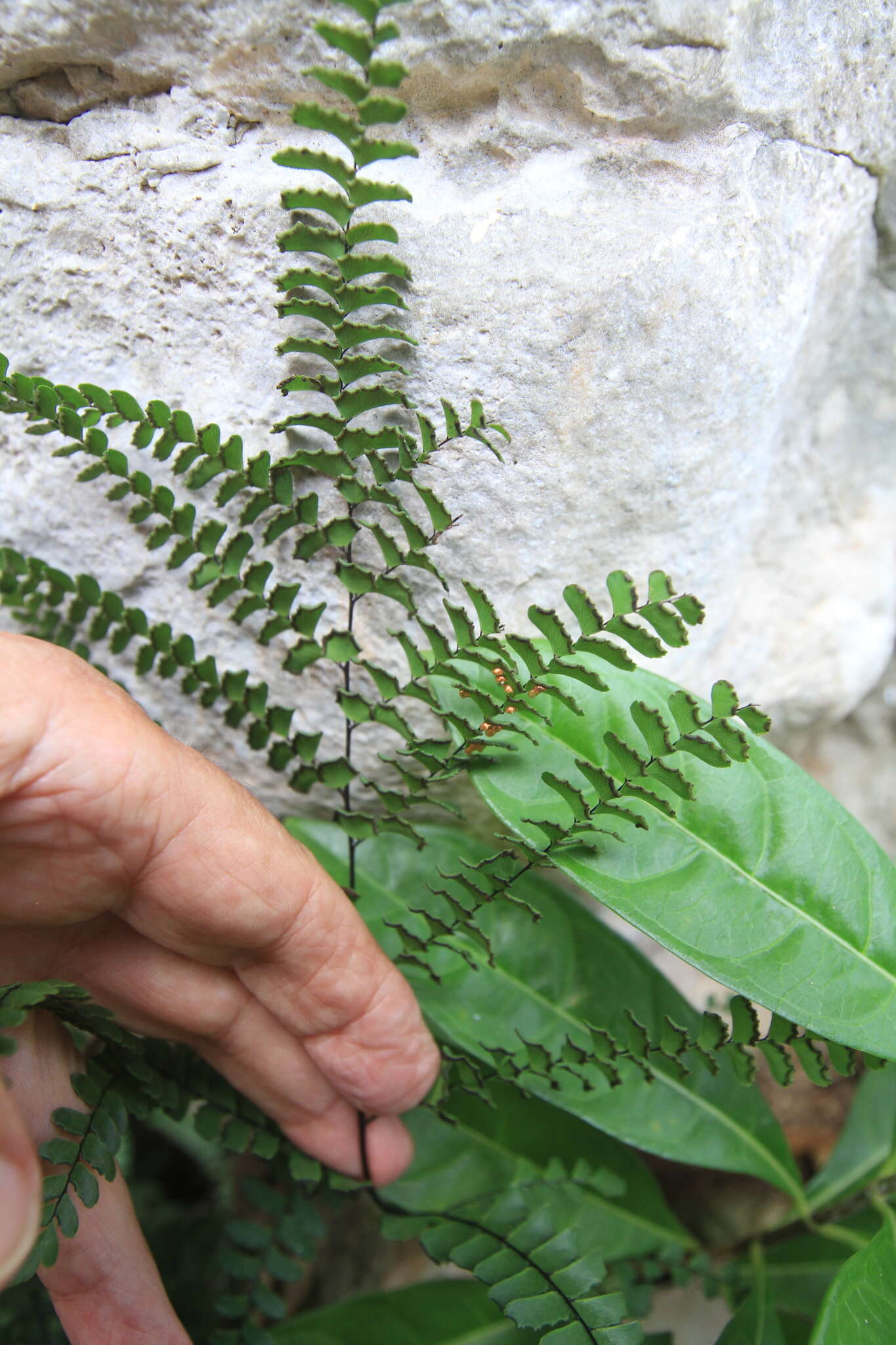 Imagem de Adiantum pyramidale (L.) Willd.