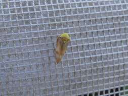 Image of Leafhopper