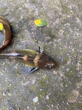 Image of Asian bumblebee catfish