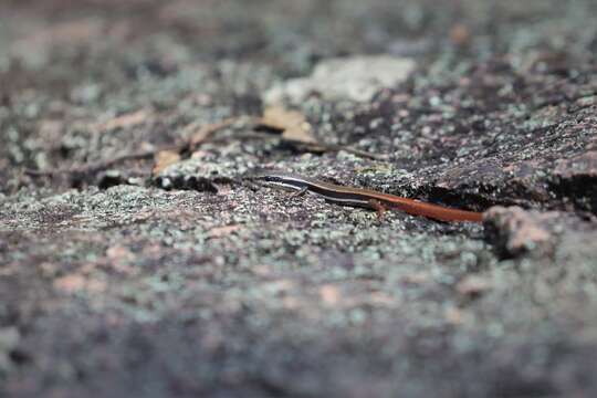 Image of Fire-Tailed Skink