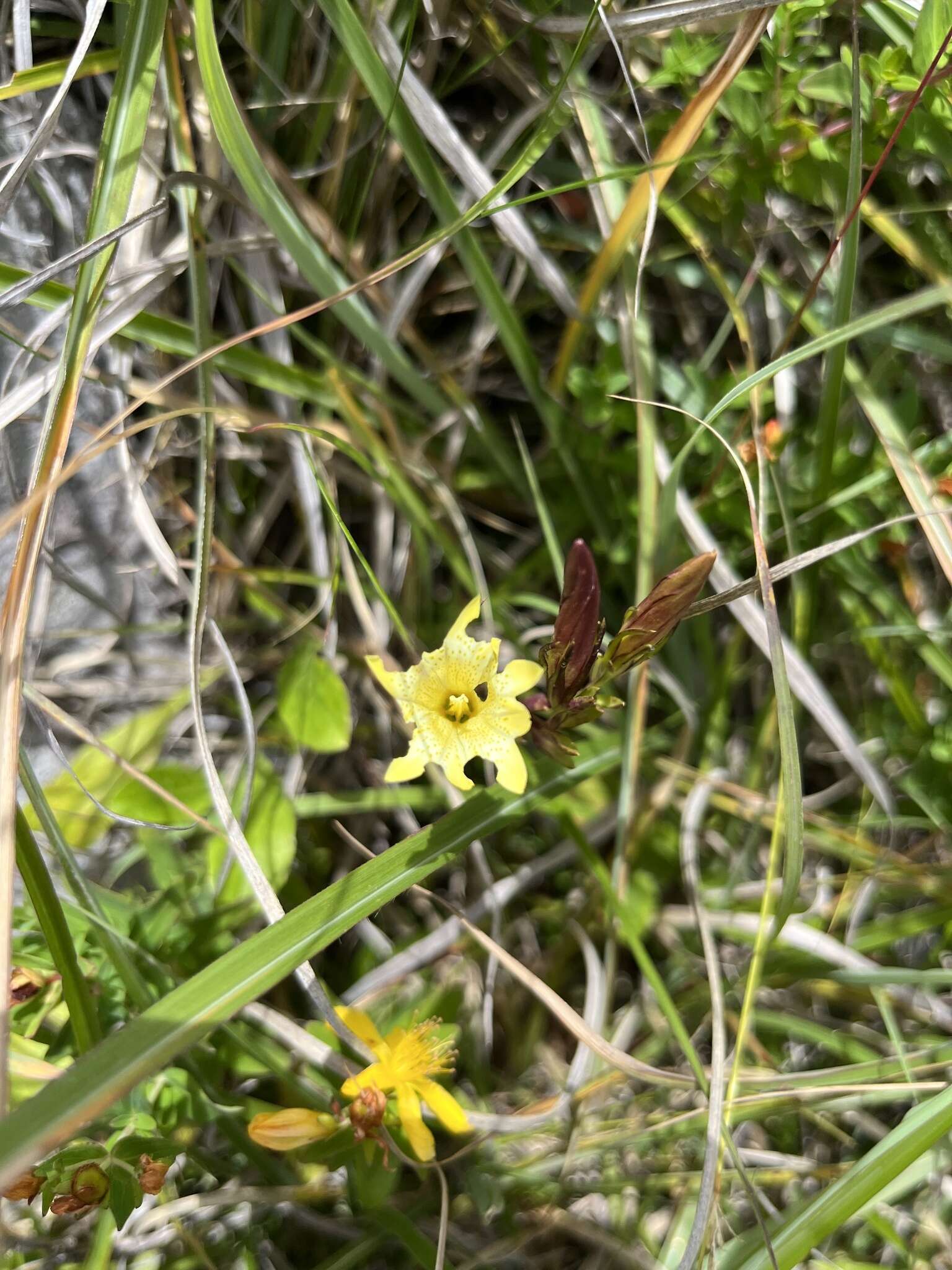 Image of Gentiana itzershanensis T. S. Liu & C. C. Kuo