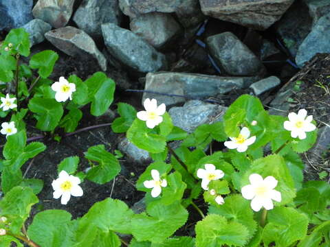 Image of Caltha alba Cambess.