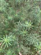 Ozothamnus rosmarinifolius (Labill.) DC. resmi