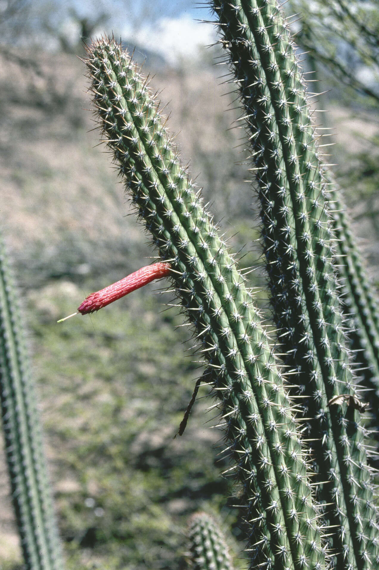 Image of Cleistocactus pungens F. Ritter