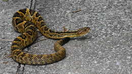 Image of Crotalus totonacus Gloyd & Kauffeld 1940