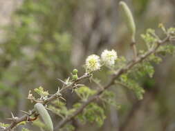 Sivun Vachellia hebeclada subsp. hebeclada kuva