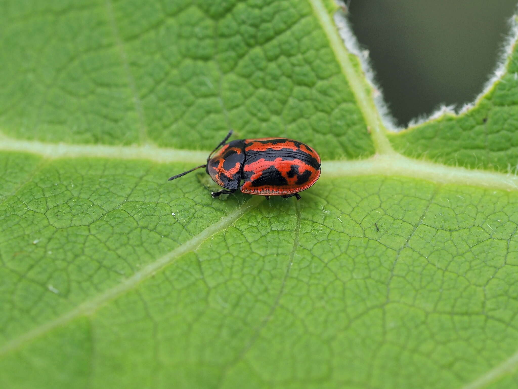 Image of Pilemostoma fastuosa (Schaller 1783)