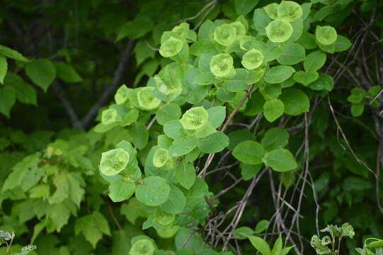 Imagem de Lonicera hirsuta Eat.