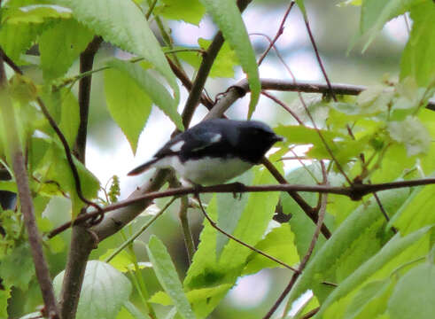 Image of Black-throated Blue Warbler