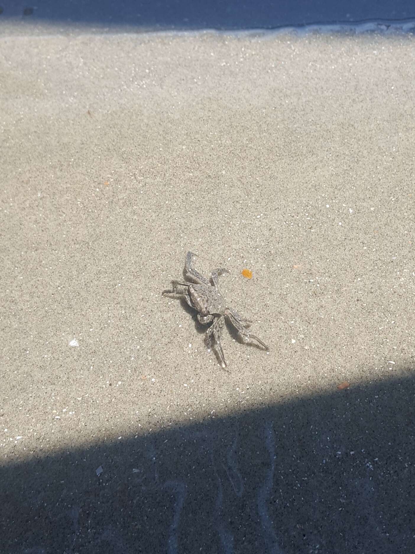 Image of Squareback Marsh Crab