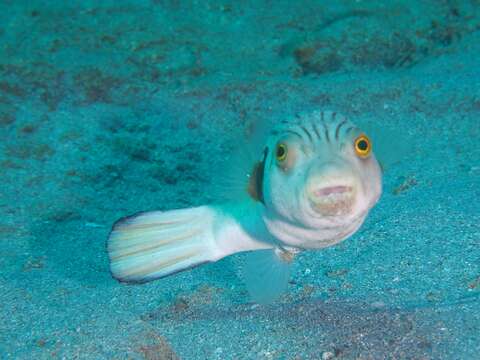 Image of Narrow-lined Puffer