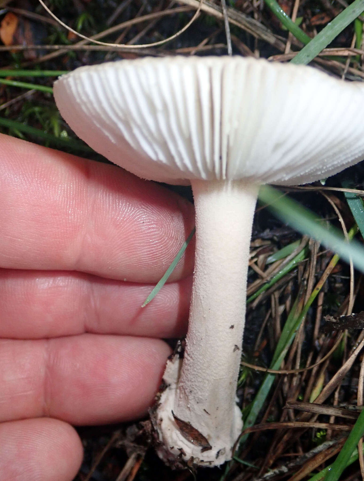 Image of Amanita taiepa G. S. Ridl. 1991