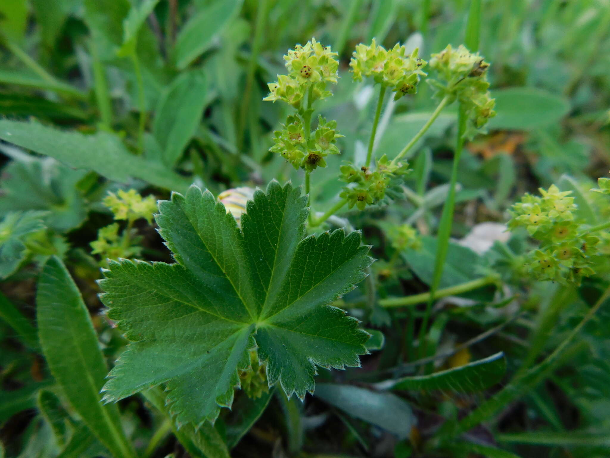 صورة Alchemilla glaucescens Wallr.