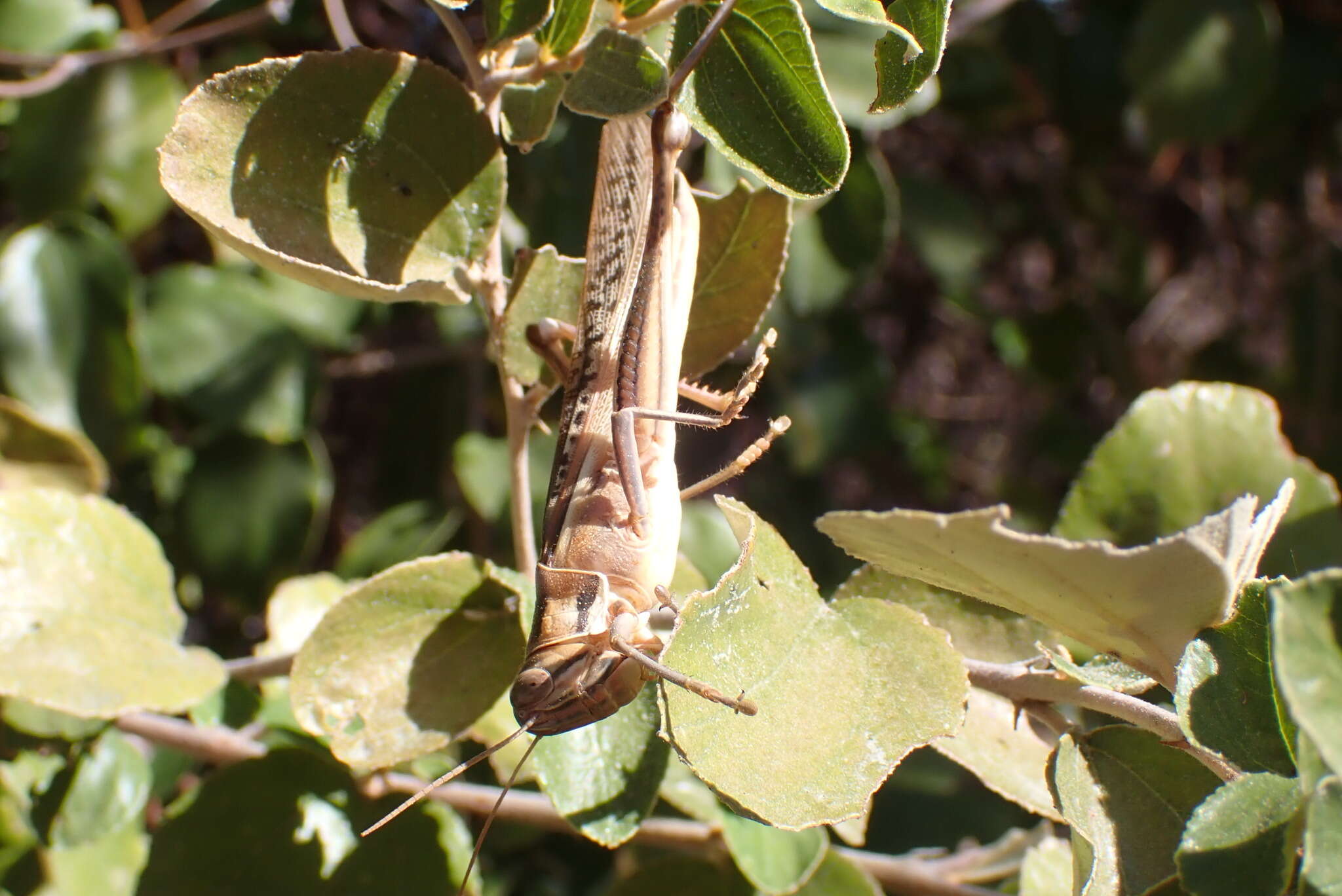 Image of Spur-throated locust