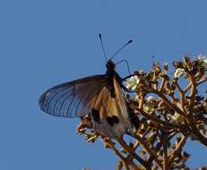 Acraea igati Boisduval 1833 resmi