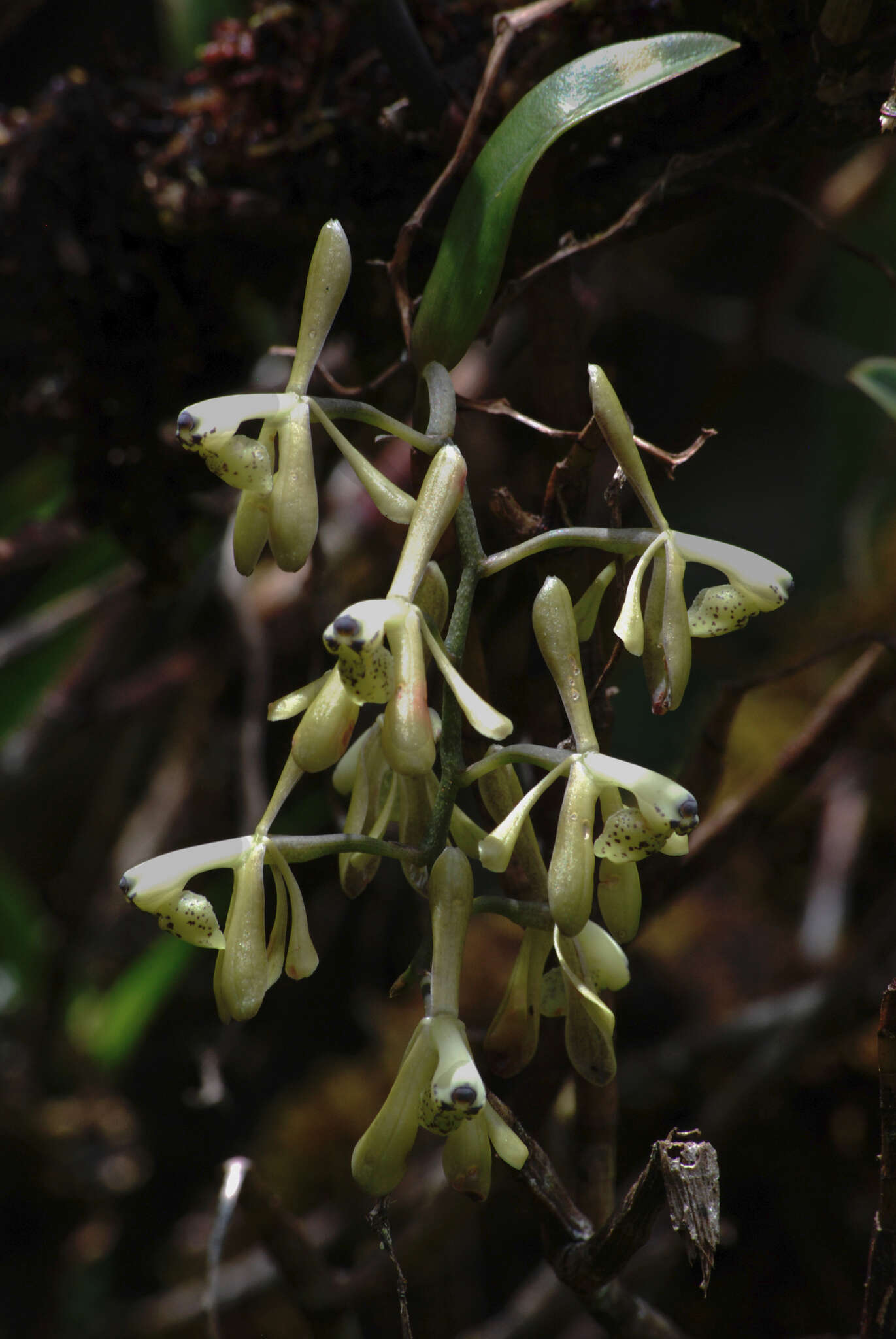 Image of Epidendrum erosum Ames & C. Schweinf.