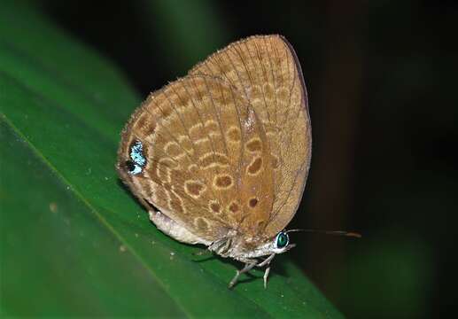 Plancia ëd Arhopala amphimuta (Felder & Felder 1860)